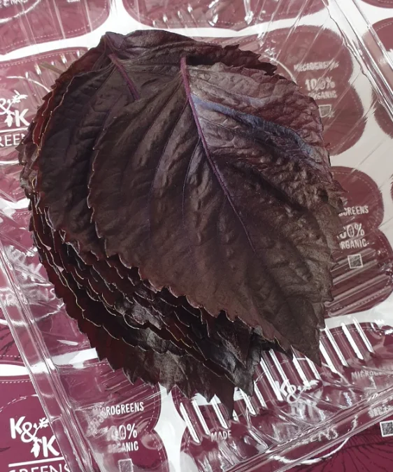 Лист микрозелени Периллы шисо, 25 шт. фото 3